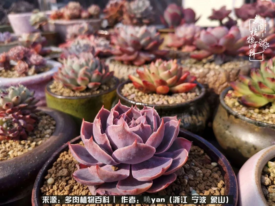 多肉初级入坑者,入坑多肉
