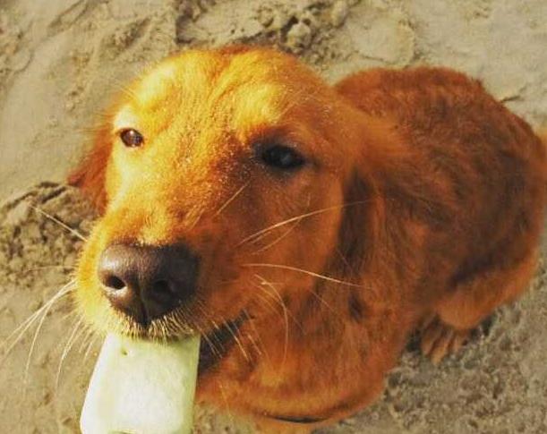 金毛犬拉稀怎么回事,金毛犬拉稀有什么症状