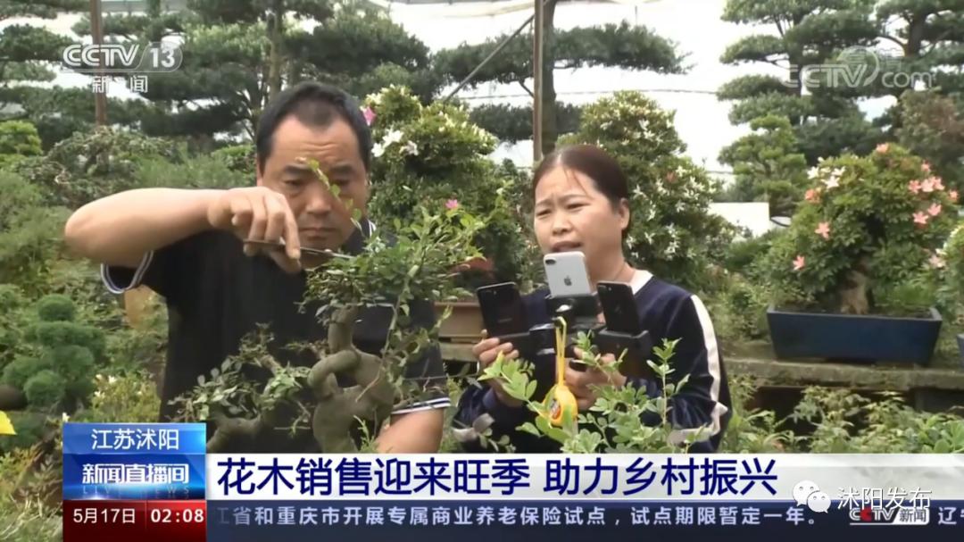 重磅!央视一天两次为沭阳点赞,诚信标签助力沭阳花木转型升级