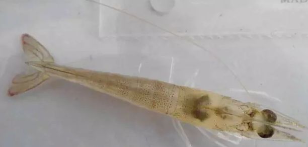 南美白对虾不脱壳怎么治,南美白对虾幼虾空肠空胃怎么处理