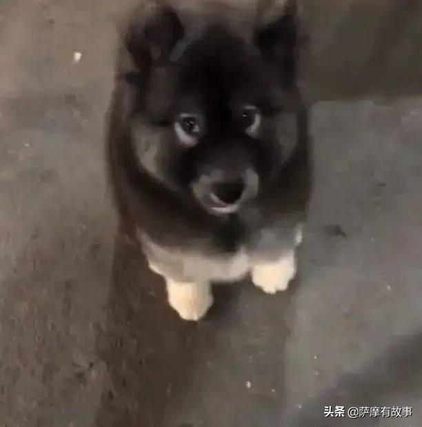 委屈！萨摩耶的混血，是一点没混出萨摩耶的美貌