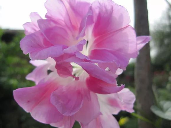 牵牛花到处游,牵牛花随便种