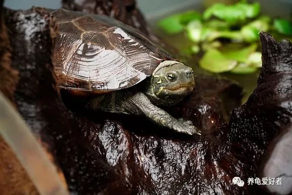 乌龟纤维瘤最佳治疗方法,龟得了腐皮怎么办