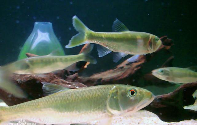 凶猛路亚对象鱼,路亚对象鱼有哪些