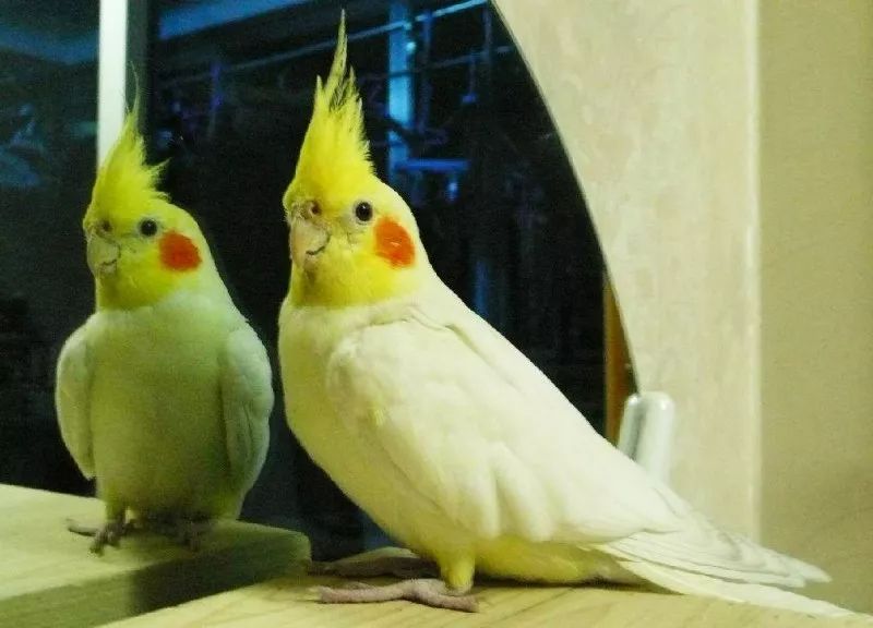 国外可以饲养的鹦鹉大全,澳洲养鹦鹉种类有哪些