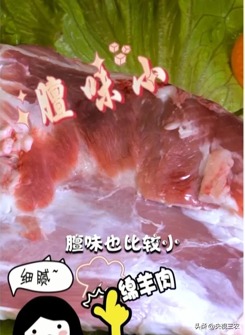 怎么辨别羊肉是山羊肉还是绵羊肉,羊肉是山羊肉好吃还是绵羊肉好吃