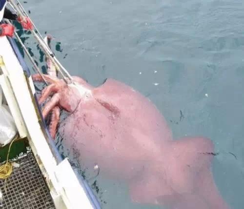 章鱼墨鱼鱿鱼傻傻分不清,你分得清楚章鱼墨鱼鱿鱼吗