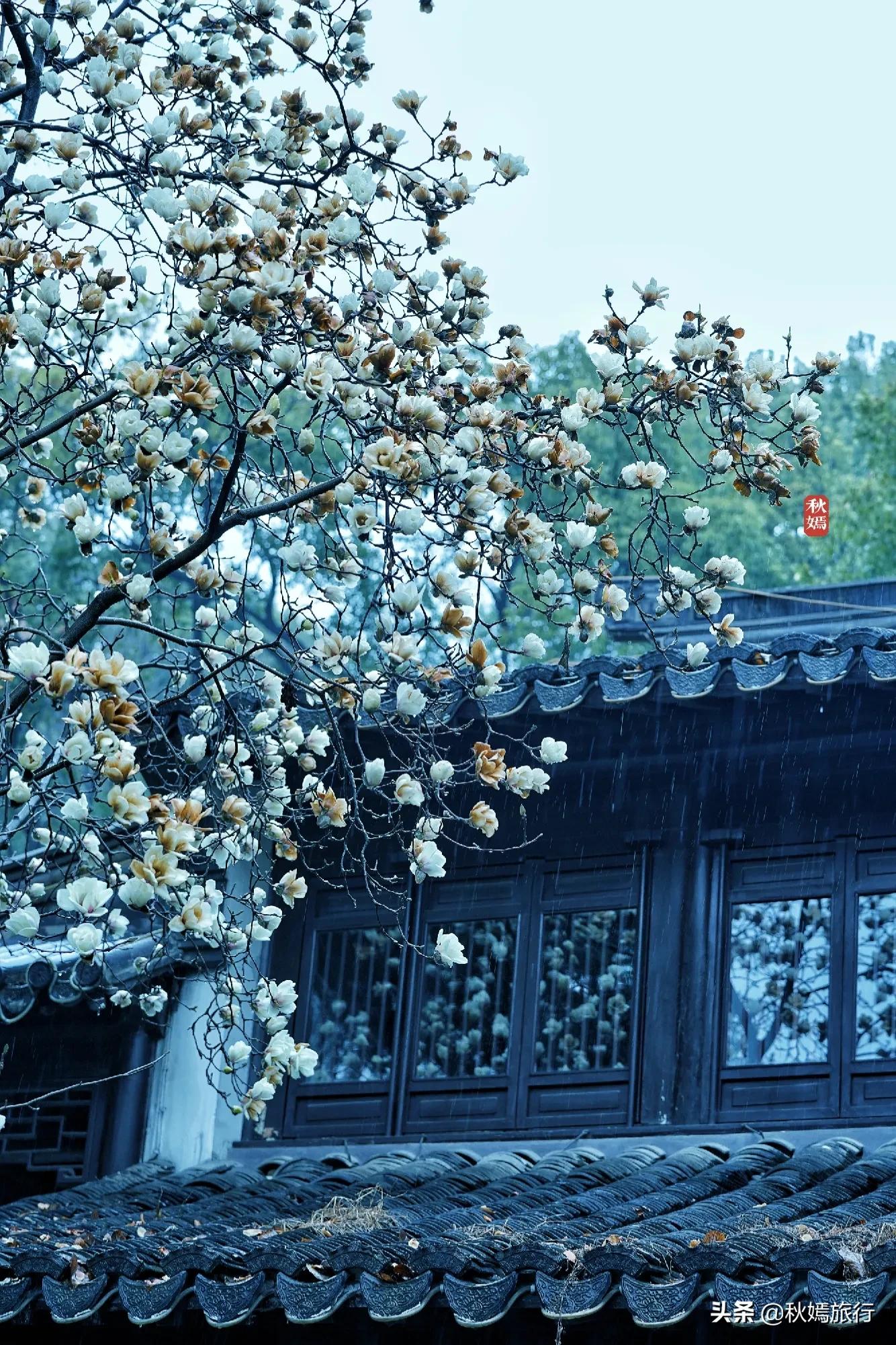 雨中赏樱别有意境,雨中赏玉兰美句