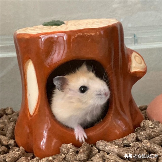 仓鼠挑食几招能让仓鼠乖乖吃饭,仓鼠不爱吃鼠粮只吃面包虫