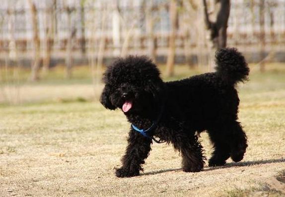 为什么“黑色”贵宾犬少人养?有7个原因