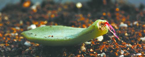 多肉掰一瓣就能插活?植物的伤口“痛”并“快活”