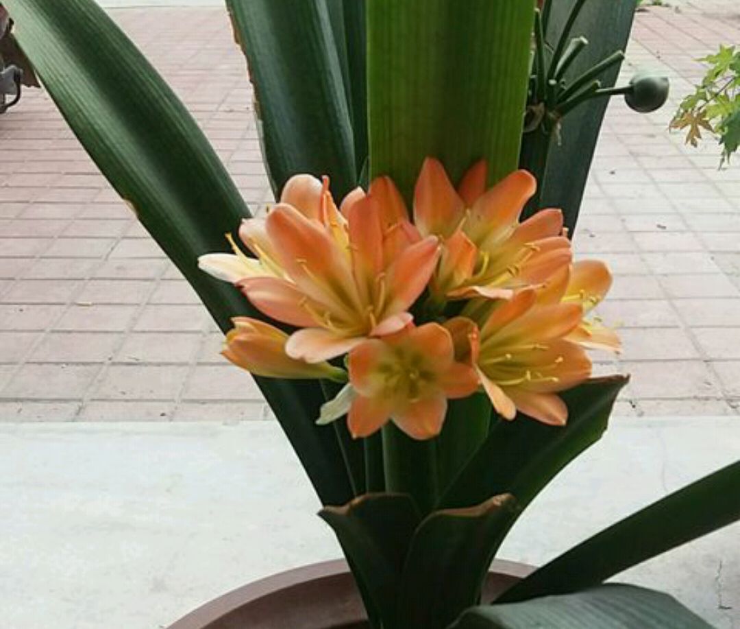 君子兰授粉后怎样判断授粉成功,君子兰是自然授粉还是人工授粉