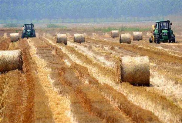 2020农业补贴政策,养殖肉牛补贴政策2020标准