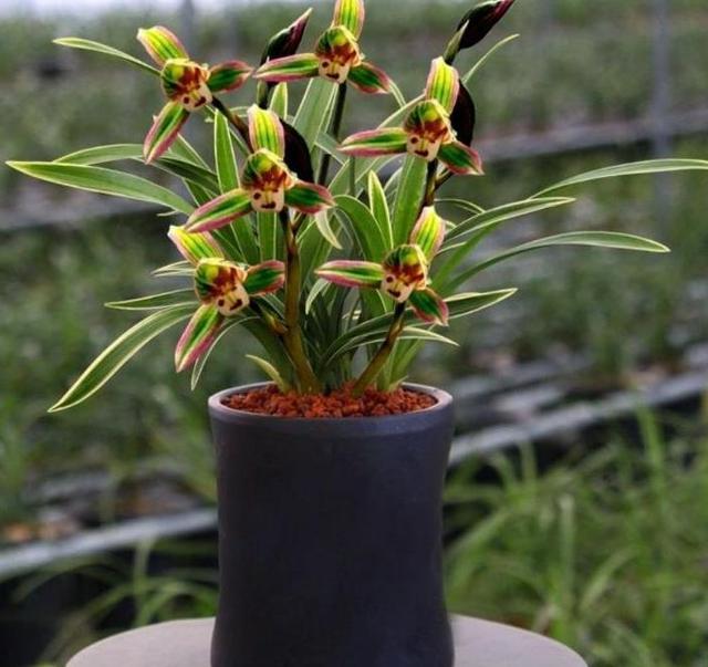 四季兰什么品种好养便宜爱开花,叶有金边的四季兰品种