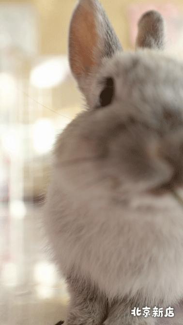 北京有没有撸猫的地方,福州撸兔兔的店