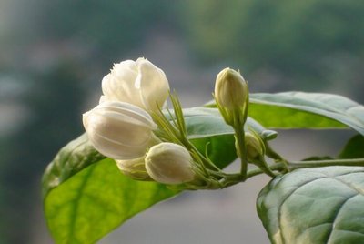 茉莉花怎么施肥,茉莉花好养活吗