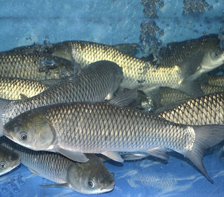 鱼苗成活率最高的方法,育鱼苗成活率低的原因