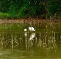 冯家江边发现紫色的鸟蛋，你知道什么鸟产的吗？