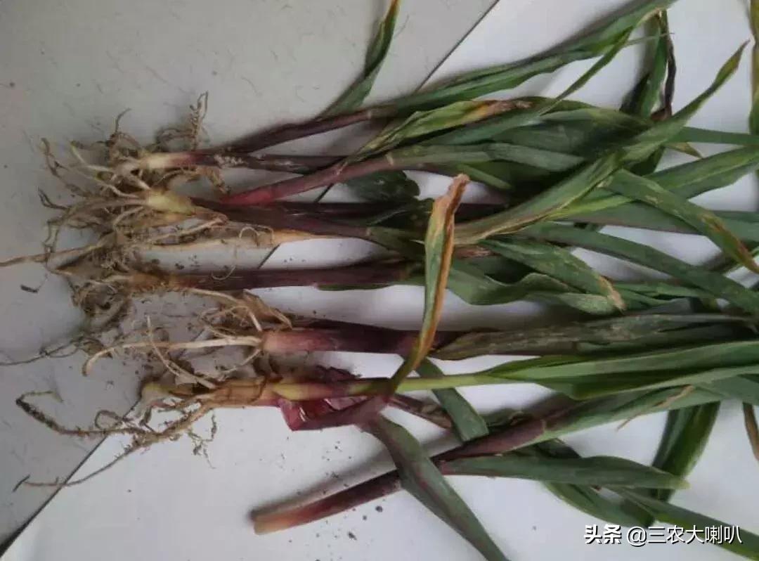 今年的玉米怎么办啊,玉米现在该怎么办