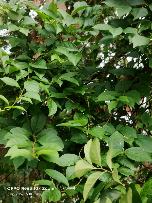 像蟒蛇一样的树,在丛林里看到了一条大蟒蛇