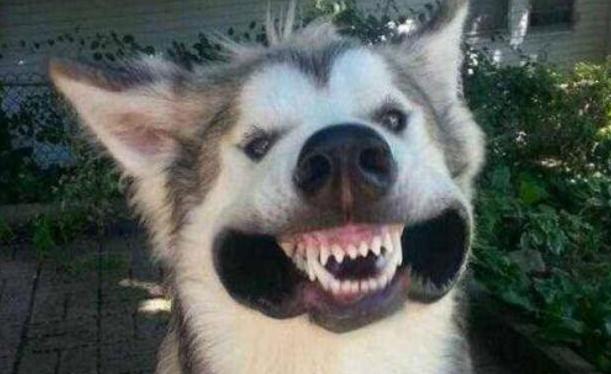 最旺主人的宠物狗品种有哪些,最受欢迎的小型宠物狗排行榜