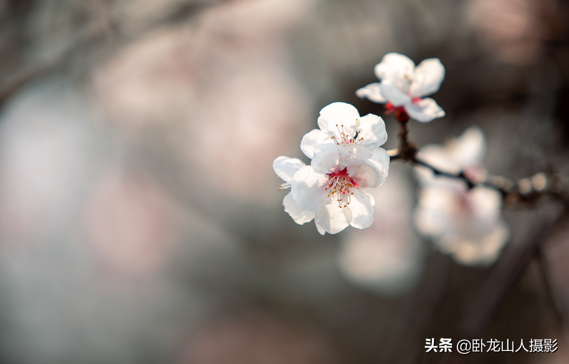 红花初绽雪花繁，重叠高低满小园。古诗配杏花