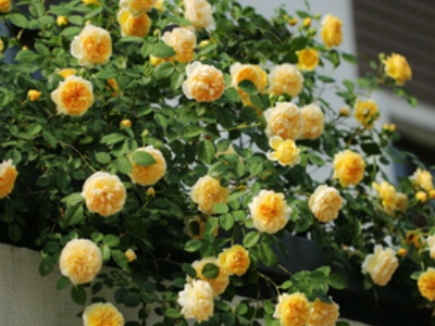 爬藤月季花怎么修剪教程,爬藤月季花红龙