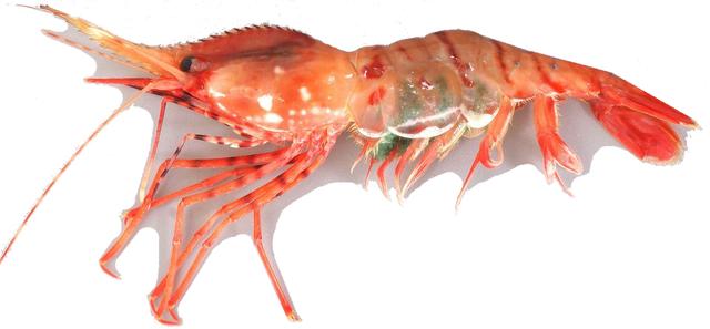 虾说,这是一篇让你不仅会吃,还会认……一文解决“虾”认识