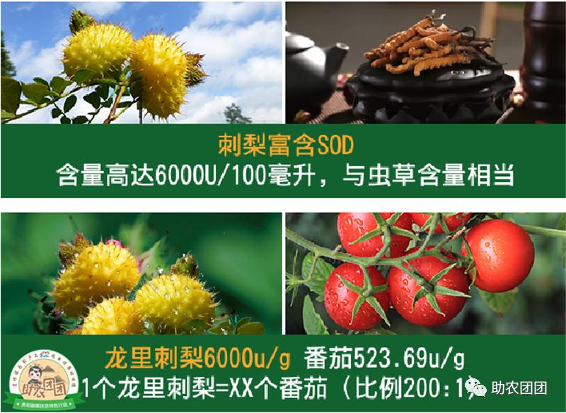 助农团团丨刺梨产业巡礼②：金秋十里沟，硕果满枝头