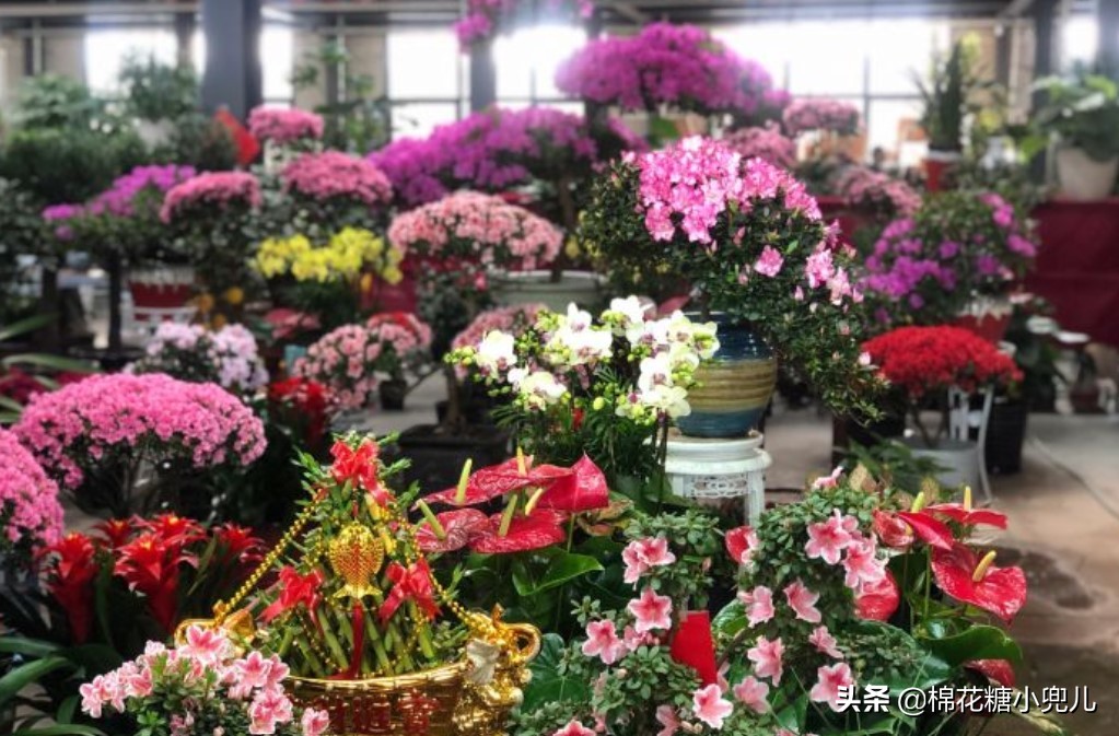 北京盆栽花卉批发市场,北京众兴花卉批发市场