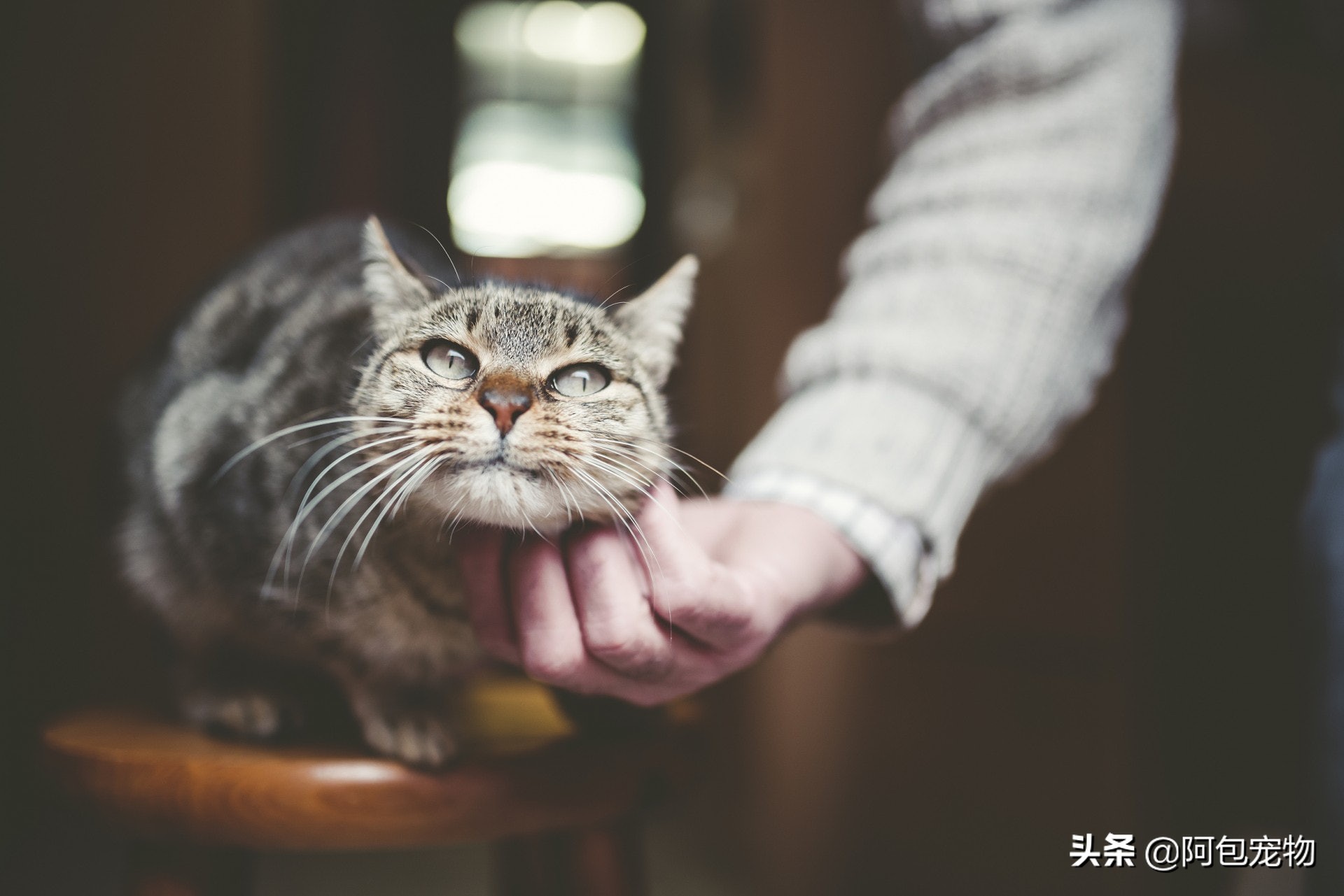 怎样一招让猫咪变得温顺听话粘人,怎样才能让猫咪喜欢主人