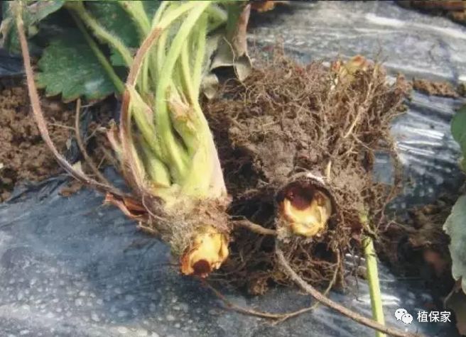 草莓常见病虫害图谱,草莓病虫害图片大全集