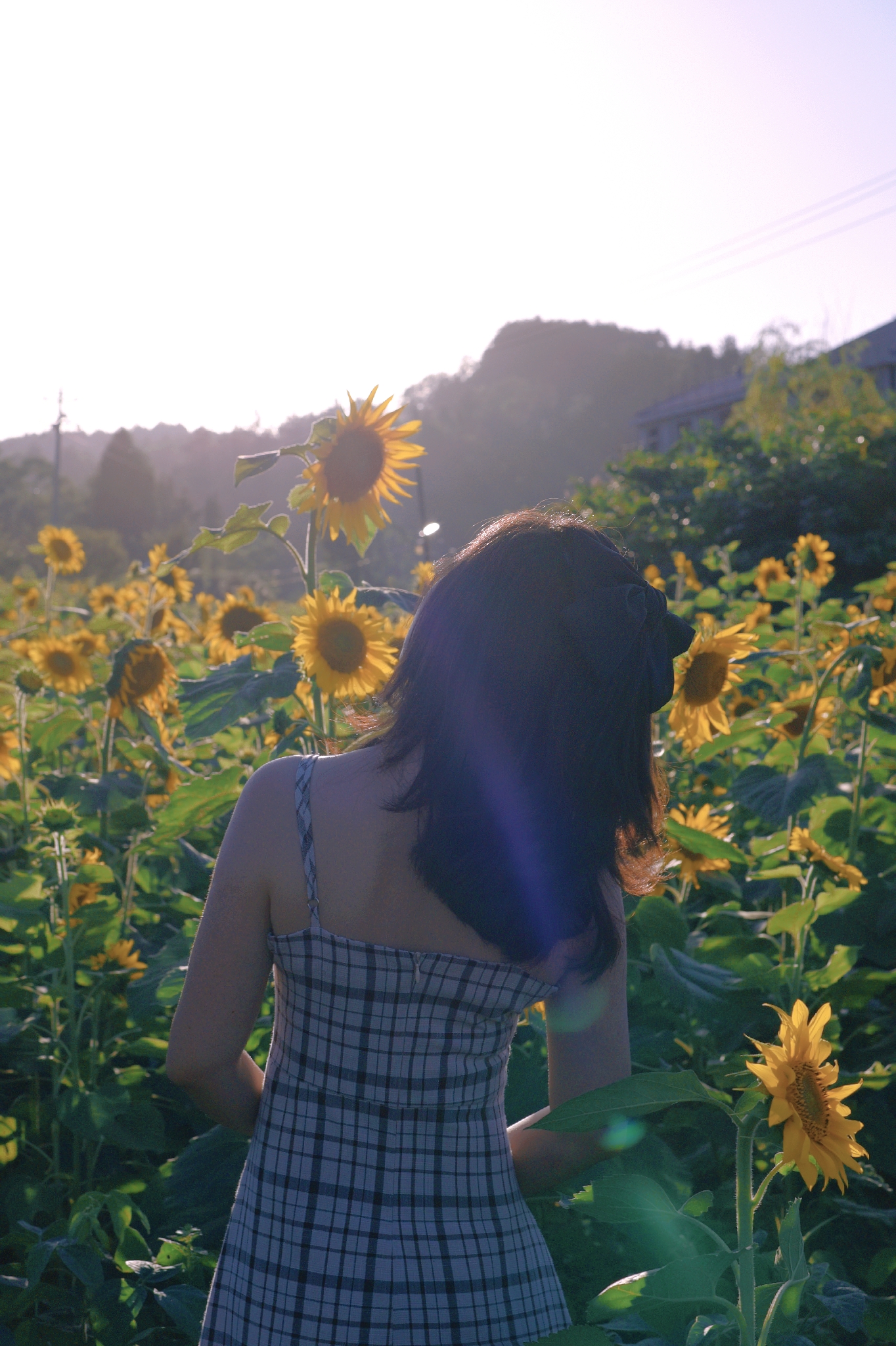 向日葵花海打卡网红地贵阳周边,贵阳白云区向日葵花海