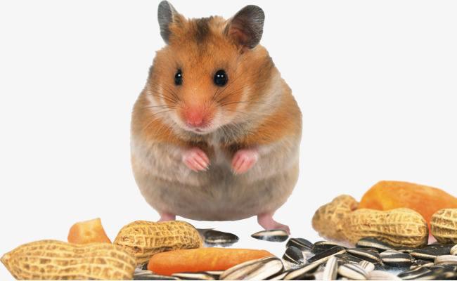 写给宝宝的为什么(10)仓鼠在冬天藏各种果实是为什么呢?