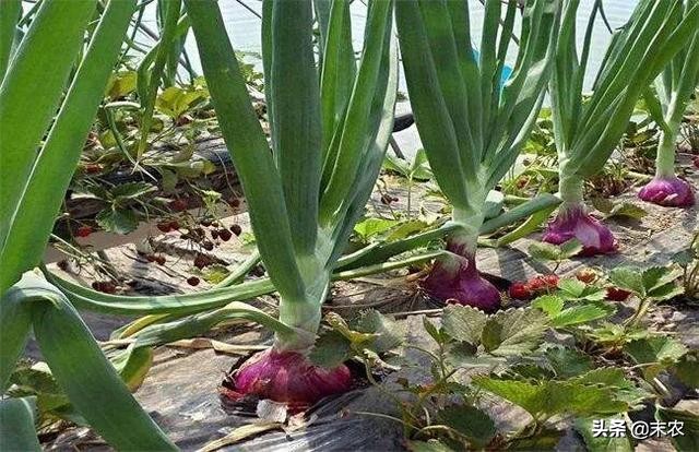 洋葱苗冻害是什么样,洋葱冻害症状图谱