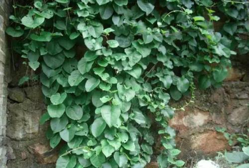 藤三七果实怎么食用,藤三七珠芽食用方法