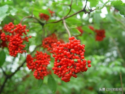 大兴安岭原始森林水果,大兴安岭特产水果