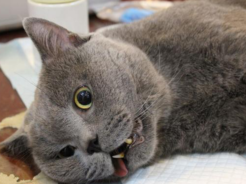 猫咪绝育手术后拆线后如何护理,猫咪绝育后护理注意事项