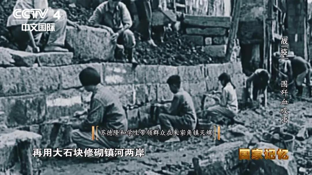 灭杀钉螺,消灭钉螺是消灭血吸虫的重要手段