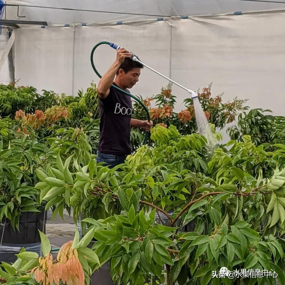 日本农业发达到什么程度?荔枝、香蕉、菠萝竟然用温室来种