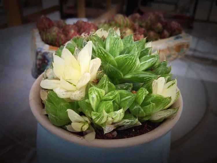 冬去春来，愿你无恙，疫情退去，养肉依旧！