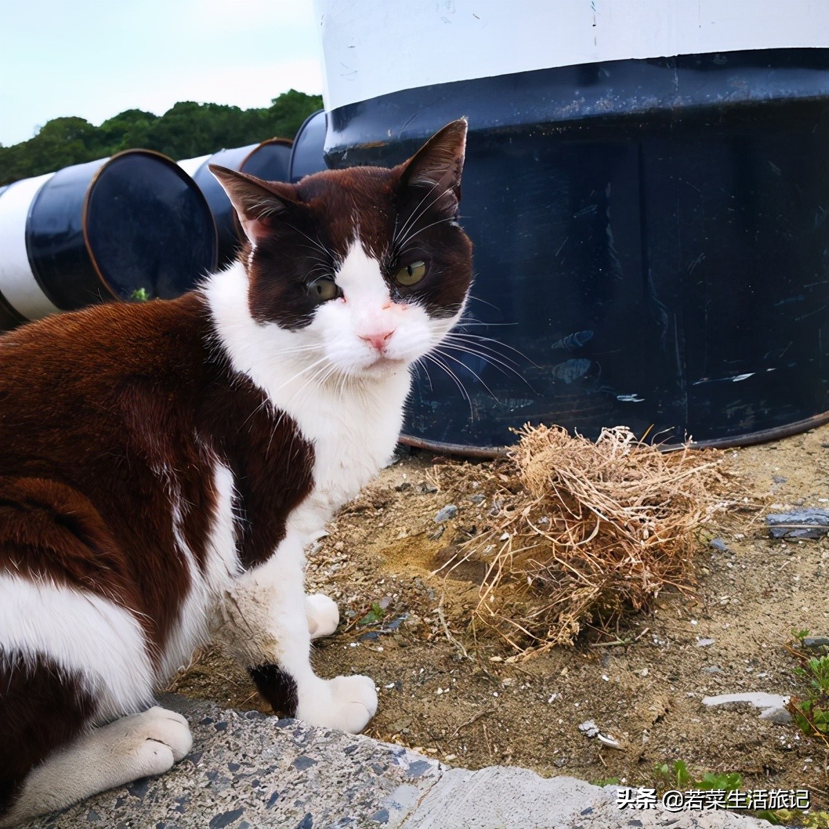 猫奴们都想去的圣地日本的猫岛,日本猫岛猫咪