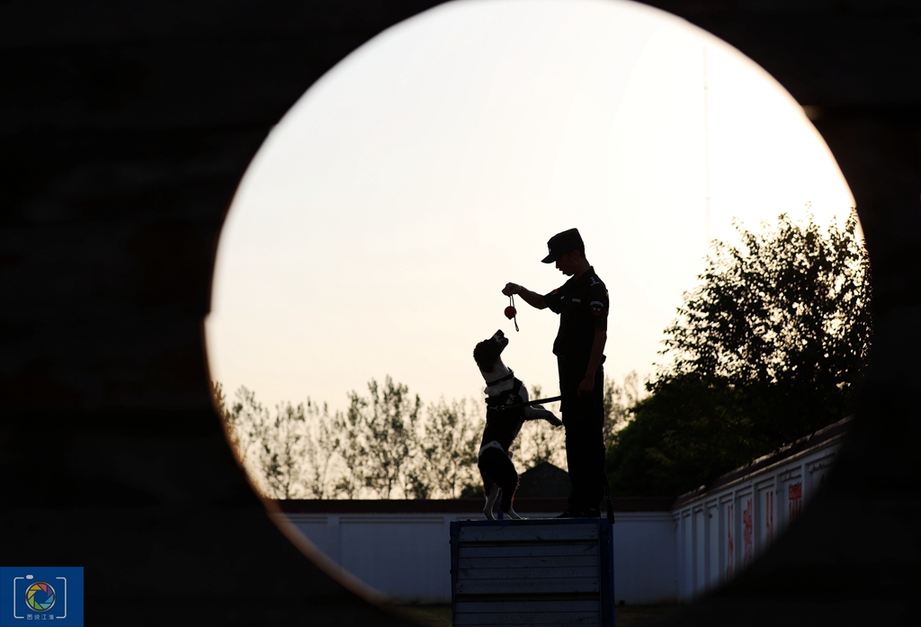 警犬训犬师的工作和生活,如何成为一名合格的警犬训导员
