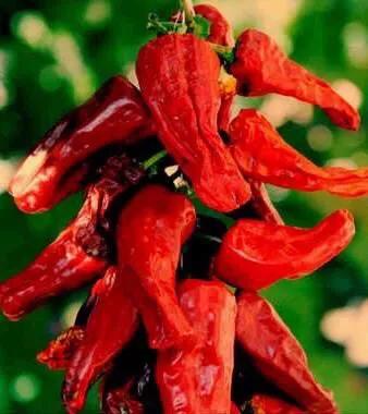 秦椒和托县辣椒,内蒙古的托县辣椒