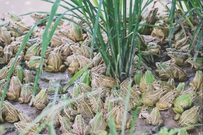 2019十大养殖品种图片,这两年最火的养殖品种