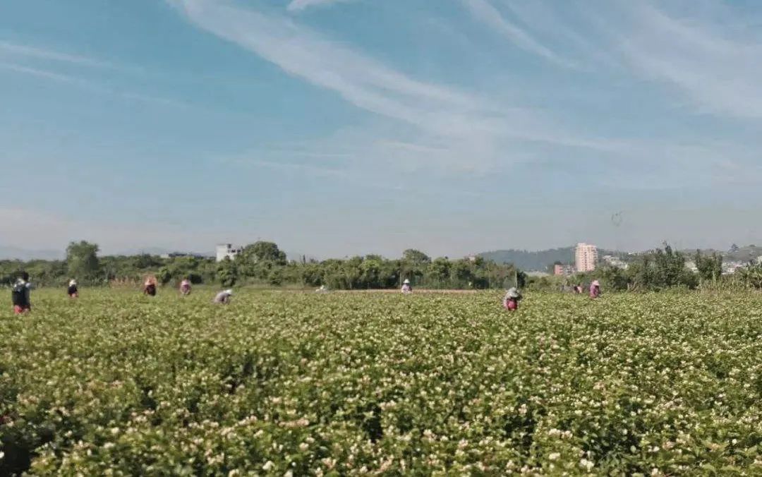 最香的茶茉莉花茶,适合秋冬喝的茉莉花茶