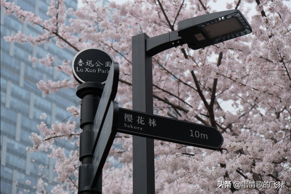 中国最美樱花观赏,上海虹口足球场最浪漫樱花