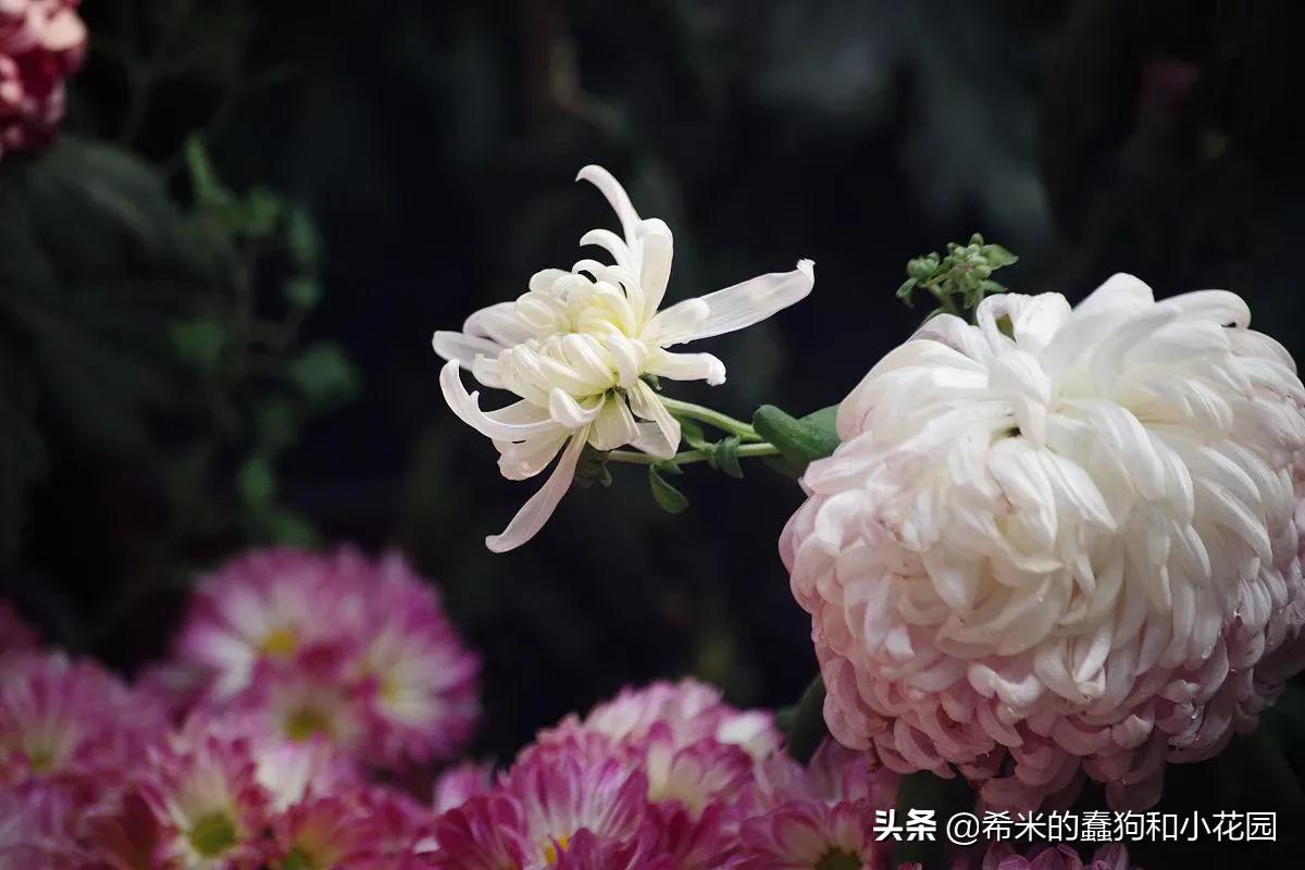 这几种花不仅美艳，还可以食用！学习李子柒把鲜花做成精美菜肴