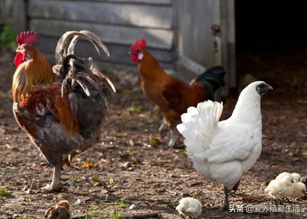鸡霉菌性肠炎会引起拉稀吗,鸡群腹泻肠炎