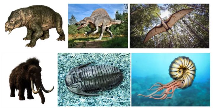 百科英语|甲龙:我自有盔甲,大型食肉龙也不怕